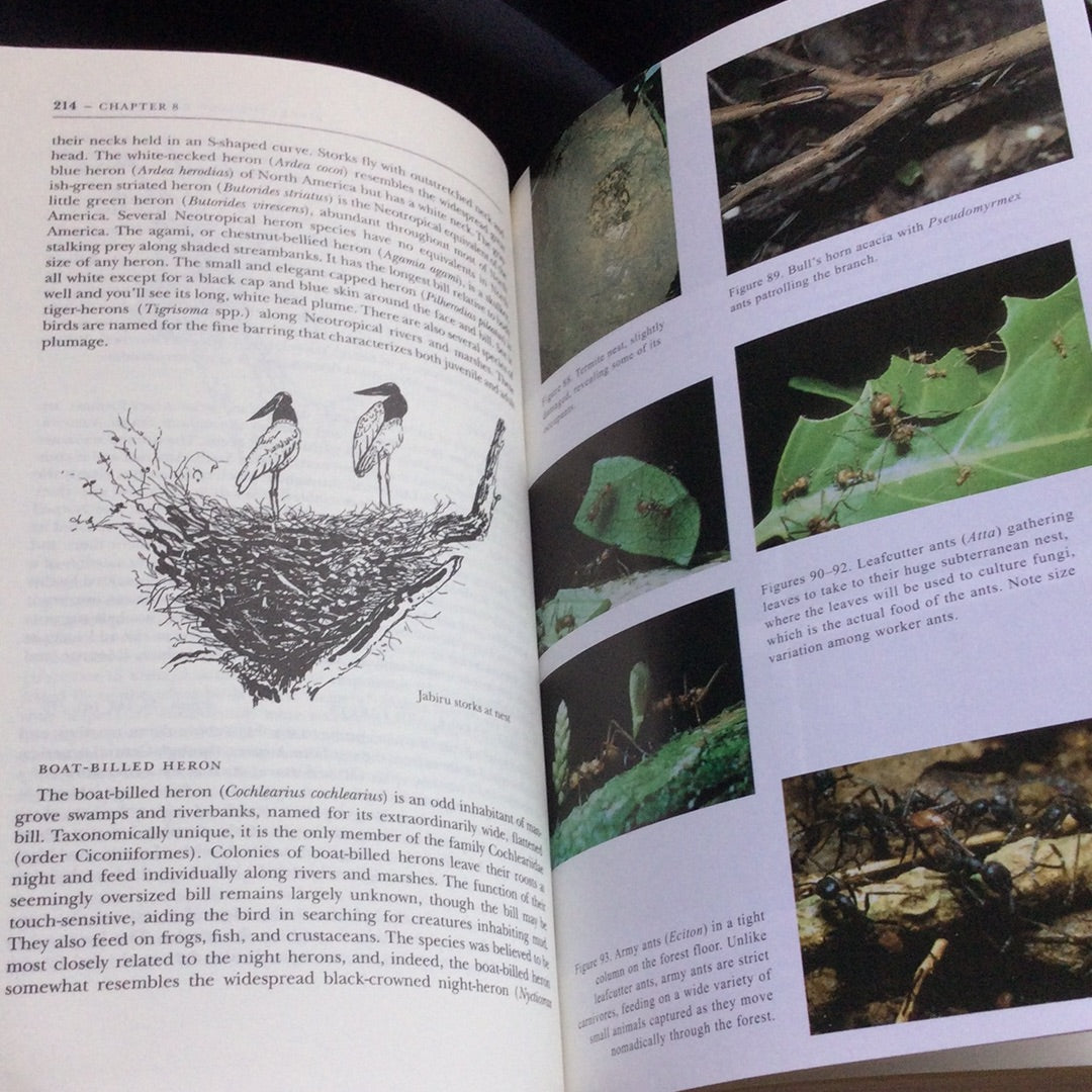 'A Neotropical Companion, An Introduction to the Animals, Plants, and Ecosystems of the New World Tropics' by John Kricher