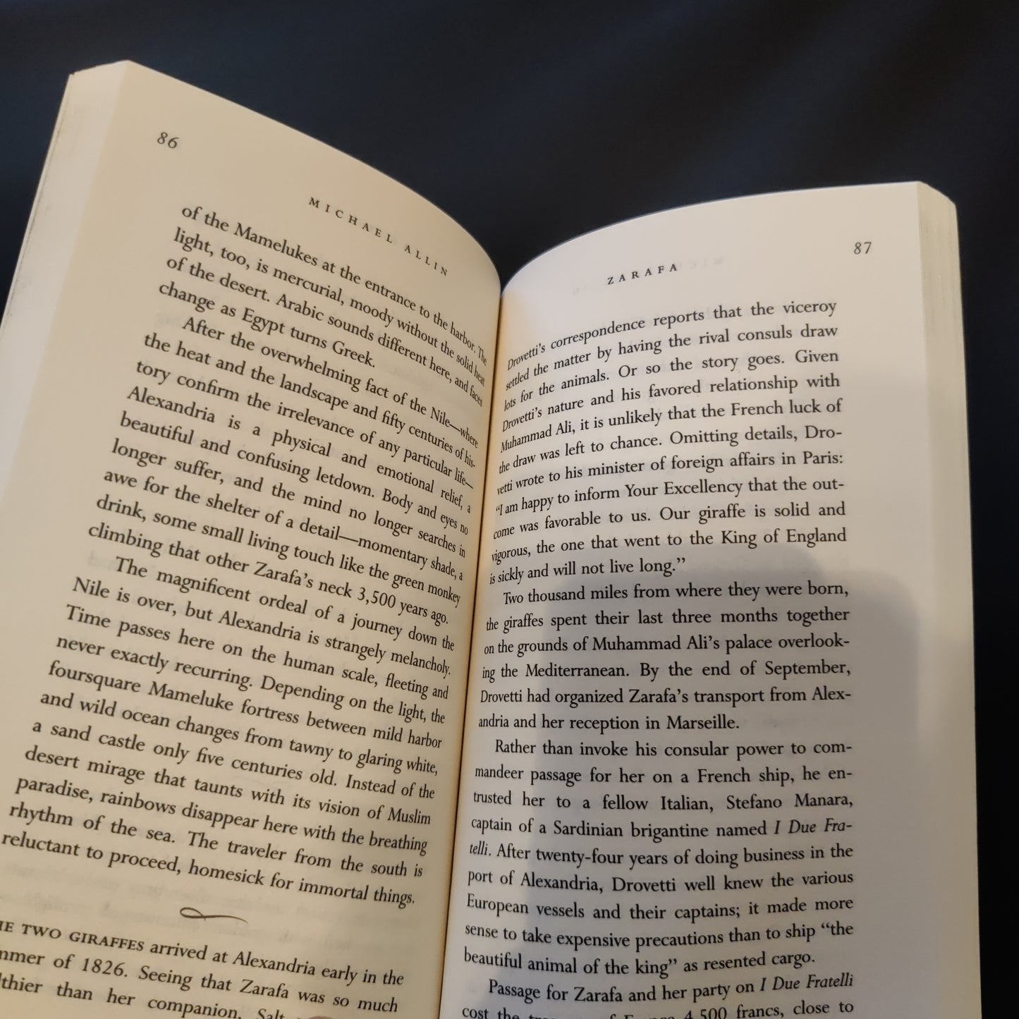 'Zarafa' by Michael Allin