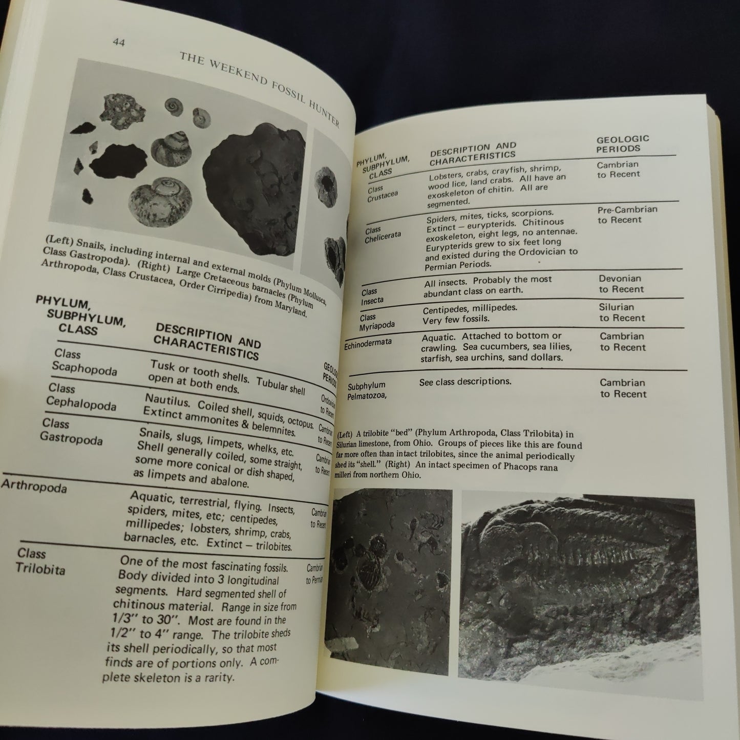 'The Weekend Fossil Hunter' by Jerry C. LaPlante