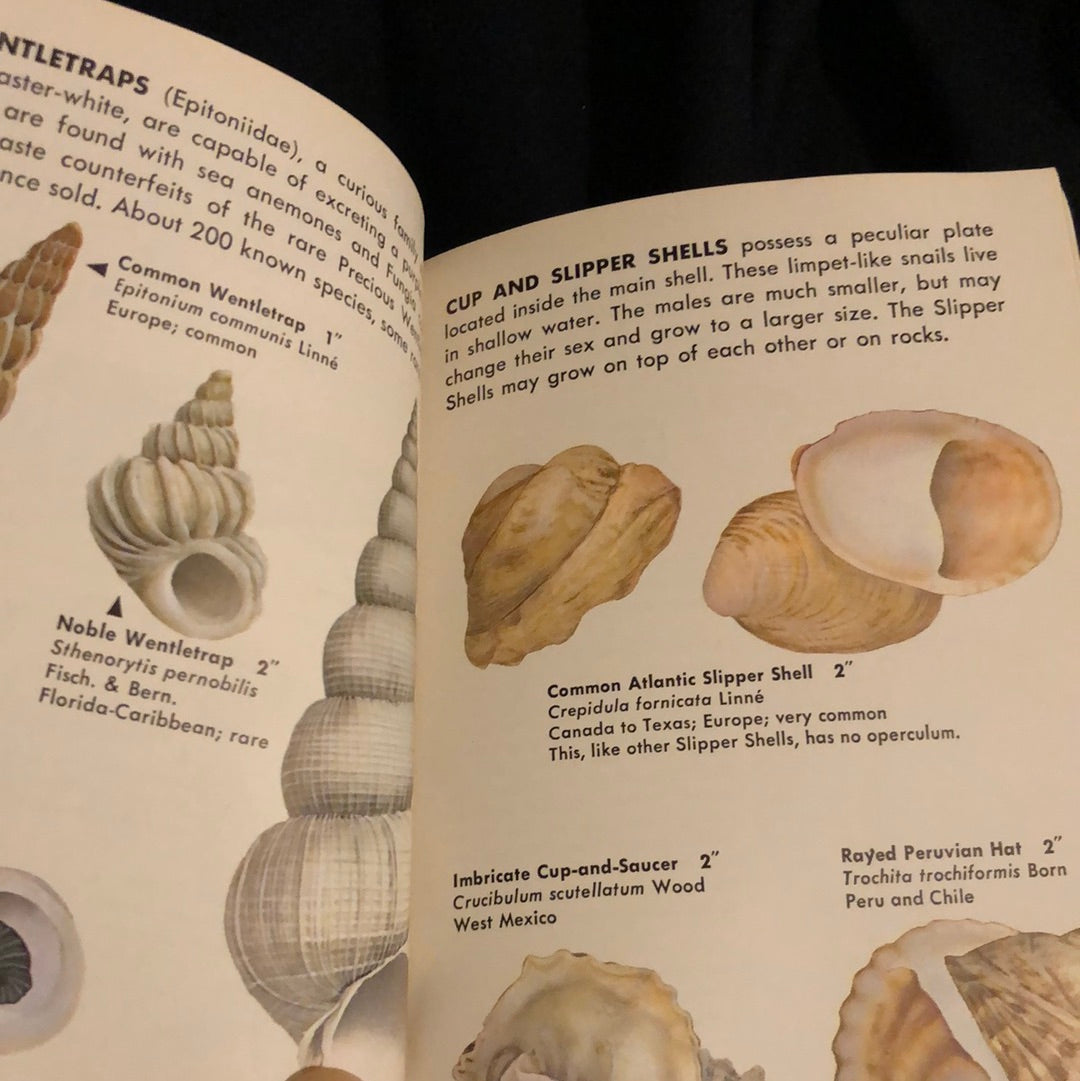 ‘Sea Shells of the World’ A Golden Nature Guide