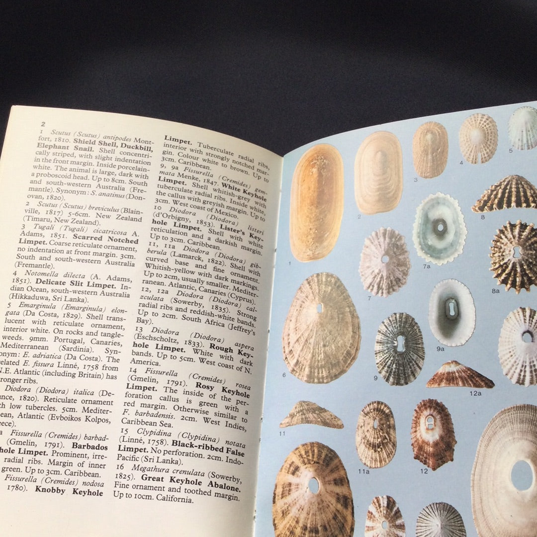 ‘Field Guide to Seashells of the World’ by Gert Linder